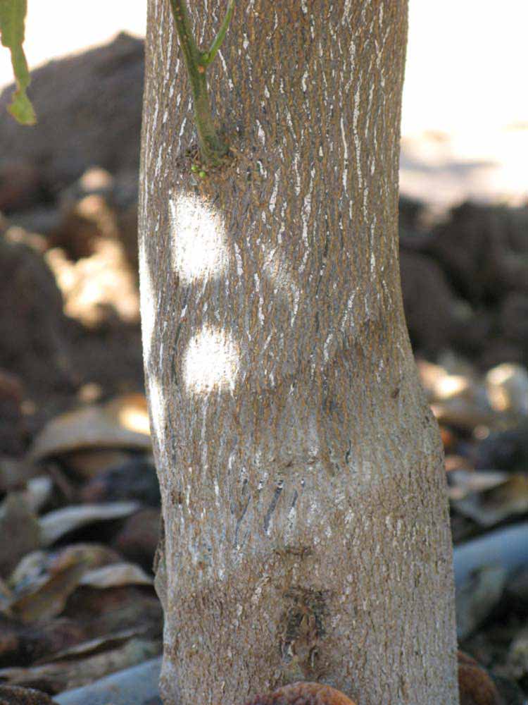            Bark (Riverside, CA)   